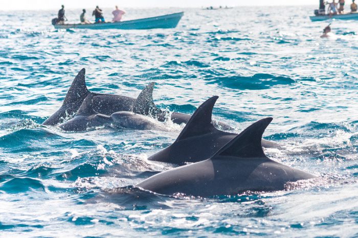 Zanzibar Dolphin Tour