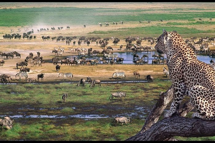 Ngorongoro Conservation Safaris